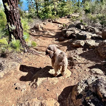 Private & Terrace, Pool Appartement Granadilla De Abona